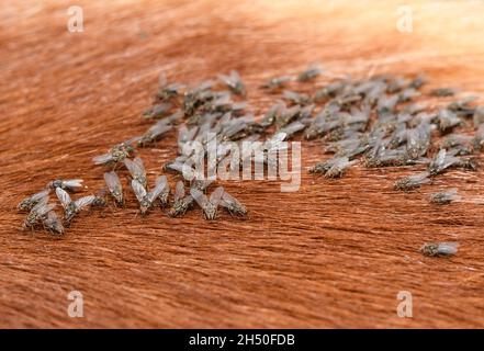 Gruppe von Nlut Saugenden Horn fliegt auf dem Heck eines Pferdes; diese Fliegen breiten sich von Viehweiden auf nahe gelegene Pferde aus; konzentrieren Sie sich auf die untere linke Seitengruppe Stockfoto