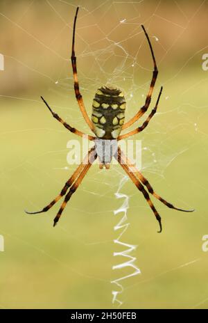 Wunderschöne schwarze und gelbe Gartenspinne, Argiope aurantia, auf ihrem Netz Stockfoto