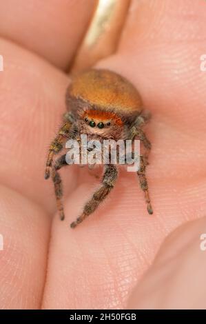 Schöne Erwachsene weibliche Phidippus cardinalis, Kardinal springende Spinne, die in der Handfläche ruht Stockfoto