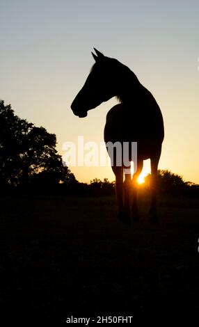 Silhouette eines Pferdes, das nach links schaut, mit klarem späten Abendhimmel und tiefem Sonnenuntergang, der einen Sonneneinbruch erzeugt Stockfoto