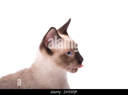 Seitenansicht einer jungen Siamkatze mit ausgestreckter Zunge, isoliert auf Weiß Stockfoto