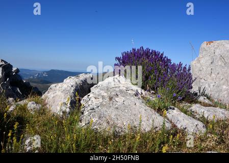 Klumpen von wildem Lavendel, Lavandula angustifolia Form. L. officinalis, gewöhnlicher Lavendel oder echter Lavendel, der auf dem Bergrücken in den Niederen Alpen in Frankreich wächst Stockfoto