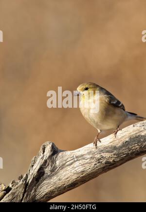 American Gold Finch im Wintergefieder thront auf einem trockenen Stock mit gedämpftem Winterhintergrund Stockfoto