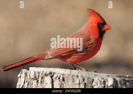 Northern Cardinal Männchen thront auf einem Baumstumpf; mit gedämpftem beigefarbenem Winterhintergrund Stockfoto