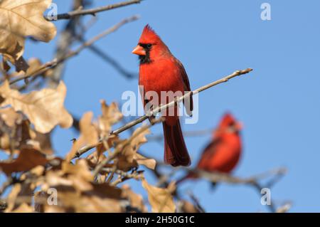 Schöner männlicher Nordkardinist, der in einer Eiche sitzt, und ein weiteres Männchen auf dem Hintergrund; mit blauem Himmel Stockfoto