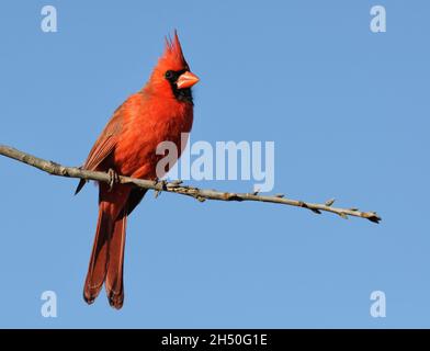 Leuchtend roter, männlicher Northern Cardinal, der auf einem Eichenzweig sitzt, mit klarem, blauem Himmel Hintergrund; mit Kopierraum Stockfoto