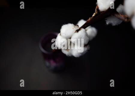 Baumwolle blüht in einer lila Vase botanischen Stamm Zweig. Stillleben, Bildende Kunst, dunkler Fotografie-Stil. Hoher Winkel, Mittelstellung. Stockfoto