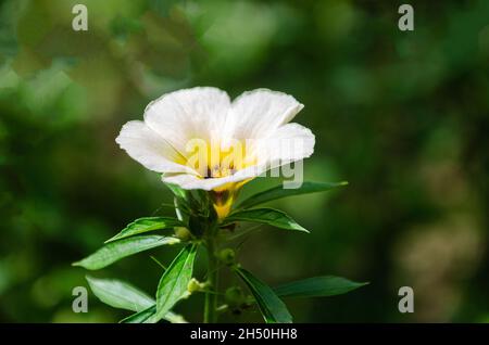 Wilde Blume - Turnera subulata, auch bekannt als Namen weißer Butterblume, Schwefelerle, Politikerblume, dunkeläugige Turnera und weiße Erle Stockfoto