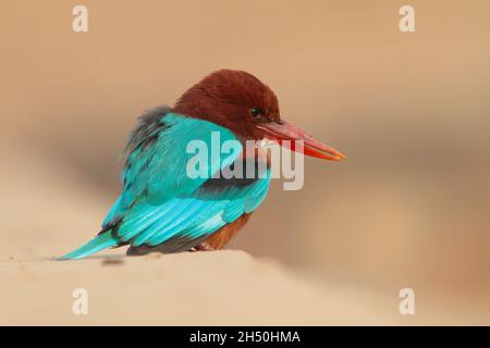 Ein erwachsener Weißkehlenfischer oder Weißbrustkehler (Halcyon smyrnensis) in Nordindien Stockfoto