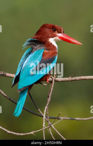 Ein erwachsener Weißkehlenfischer oder Weißbrustkehler (Halcyon smyrnensis) in Nordindien Stockfoto