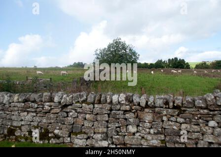 Trockensteinmauer mit Schafen auf dem Feld im Vindolanda Fort und Museum, Bardon Mill, Hexham, Northumberland, England, VEREINIGTES KÖNIGREICH Stockfoto