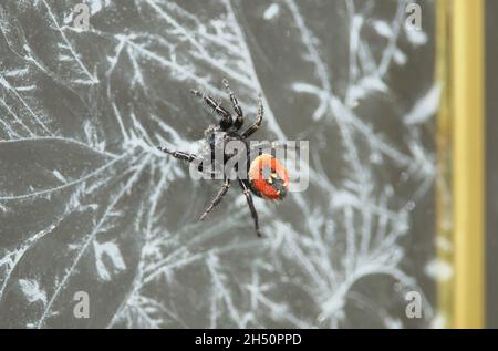 Johnson Springen Spinne (Phidippus johnsoni) - Weibchen auf einer Milchglastür Comox, B. C., Kanada. Stockfoto