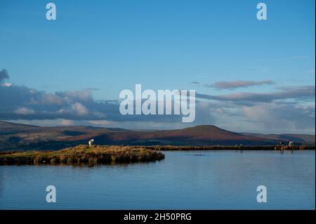 Wildpferde am Keepers Pond in Blaenavon, Brecon Beacons, South Wales Stockfoto