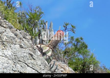 Turk's Cap Cactus (Melocactus intortus) zeigt rotes, mit Wolle beschichtetes Cepalium, Insel Tortola, Britische Jungferninseln, kleine Antillen in der Karibik Stockfoto