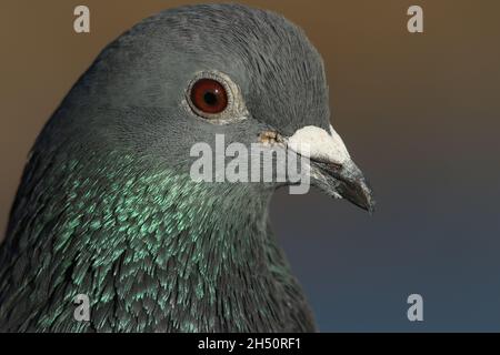 Eine Kopfaufnahme einer Feral Pigeon, Columba livia, die in freier Wildbahn in Großbritannien lebt. Stockfoto