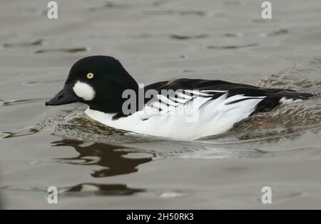 Ein männlicher Goldeneye, Bucephala clangula, schwimmt auf einem Teich im Sumpfgebiet Slimbridge. Stockfoto