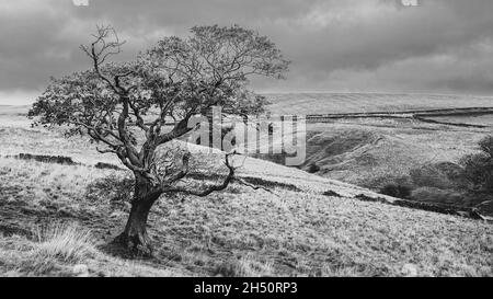 Spaziergang von Long Preston, um sich in den Yorkshire Dales über die New Plantation niederzulassen Stockfoto