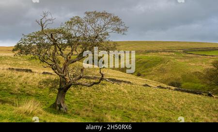 Spaziergang von Long Preston, um sich in den Yorkshire Dales über die New Plantation niederzulassen Stockfoto