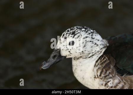 Eine südamerikanische Kamm-Ente, Sarkidiornis sylvicola, schwimmt auf einem Teich im Sumpfgebiet Slimbridge. Stockfoto