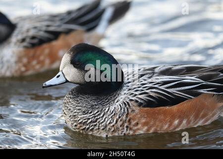 A drake Chiloe Wigeon, Mareca sibilatrix, Schwimmen auf einem Teich im Sumpfgebiet Slimbridge Wildlife Reserve. Stockfoto