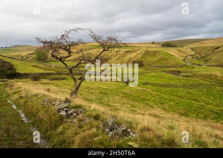 Spaziergang von Long Preston, um sich in den Yorkshire Dales über die New Plantation niederzulassen Stockfoto