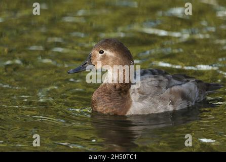 Eine weibliche Canvasback-Ente, Aythya valisineria, schwimmt auf einem Teich im Sumpfgebiet Slimbridge. Stockfoto