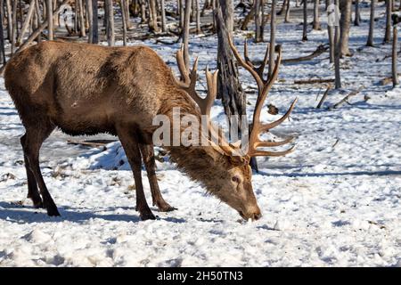 Männliche Rentiere, die im Schnee fressen Stockfoto