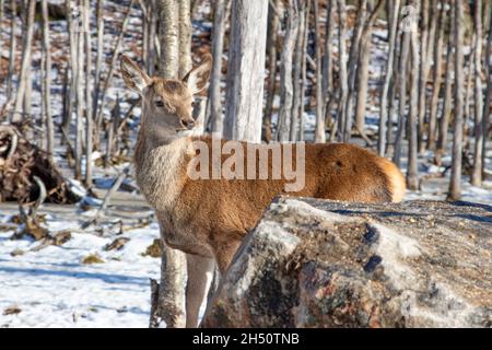 Rotwild im Wald im Winter Stockfoto