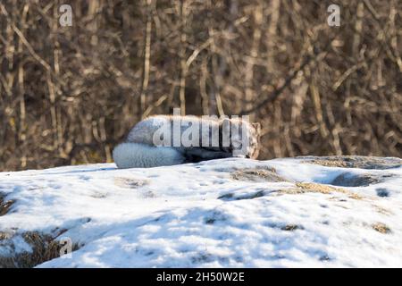 Der Polarfuchs ruht im Winter auf schneebedeckten Felsen mit seinem geschäftigen Schwanz, der um seinen Körper gewickelt ist Stockfoto