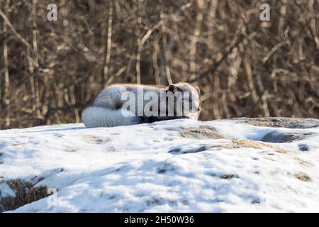 Grauer arktischer Fuchs, der im Winter ruht Stockfoto