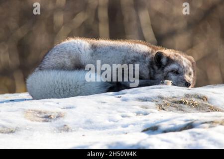 Ein verschnaufender arktischer Fuchs, der auf schneebedeckten Felsen ruht Stockfoto