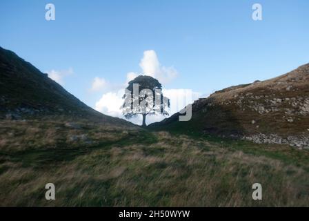 Robin Hood Tree / Sycamore Tree aus dem Film Robin Hood: Prince of Thieves at Sycamore Gap at Hadrian's Wall, Northumberland, England, UK Stockfoto