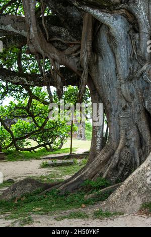 Großer und blättriger Baum mit vielen Jahren Existenz. Mata de Sao Joao, Bahia, Brasilien. Stockfoto