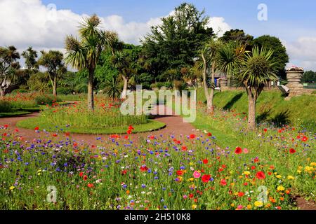 Wildblumenausstellungen in Abbey Park Gardens, Torquay, South Devon. Stockfoto