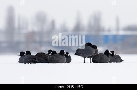 Blässhühner auf einem gefrorenen See sitzen im Schnee Stockfoto