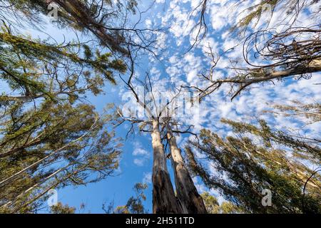 Fotografieren Sie den Blick auf den blauen Himmel durch große Bäume, die sich durch das Buschfeuer in den Blue Mountains in Australien regenerieren Stockfoto
