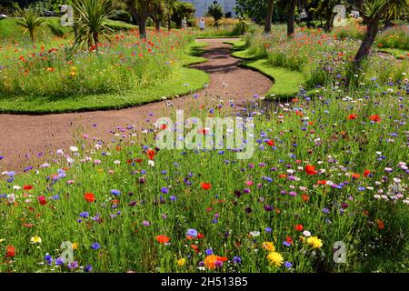 Wildblumenausstellungen in Abbey Park Gardens, Torquay, South Devon. Stockfoto