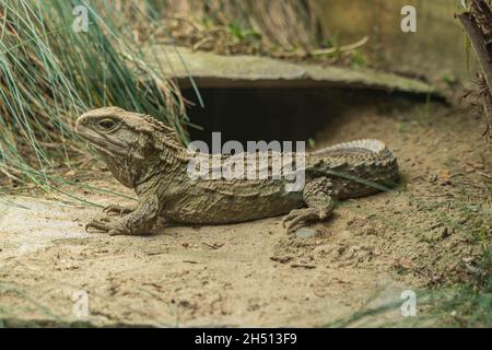 Tuatara in der Nähe von Burrow Stockfoto