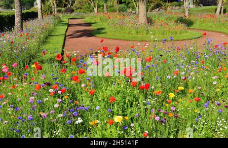 Wildblumenausstellungen in Abbey Park Gardens, Torquay, South Devon. Stockfoto