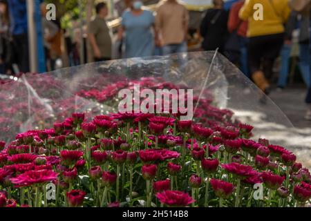 Nahaufnahme einer rosa Blume der Chrysanthemum-Pflanze, vor dem unscharf fokussieren Hintergrund eines Straßenmarktes Stockfoto