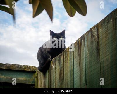 Schwarze Katze auf Zaun im Hinterhalt Stockfoto