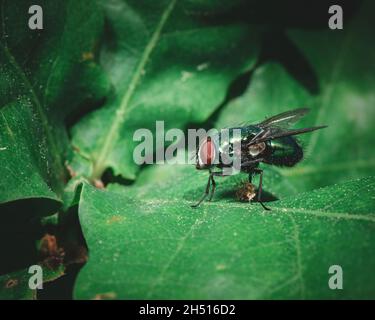 Kleine und kleine Fliege auf einer Blume im Wald der Natur. Makrofotografie in der Natur. Stockfoto