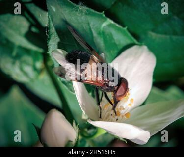 Kleine und kleine Fliege auf einer Blume im Wald der Natur. Makrofotografie in der Natur. Stockfoto