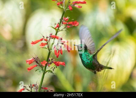 Grün glitzernder Kolibri aus Kupfer, der sich in einem tropischen Garten bei hellem Sonnenlicht auf der roten Antigua Heide ernährt. Stockfoto