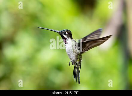 Der hell erleuchtete Langschnabel-Kolibri Heliomaster longirostris schwebt in einer einzigartigen Position mit einem verschwommenen grünen Garten. Stockfoto