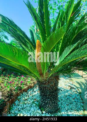 Immergrüne Pflanze Cycas rumphi-Kegel. Studio Photo. Stockfoto