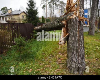Baum durch starken Wind gebrochen Stockfoto