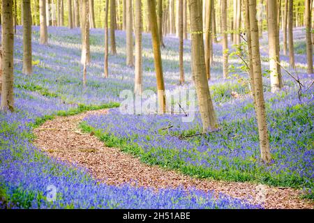 Bluebells (Hyacinthoides non-scripta) im Buchenwald von Hallerbos an einem nebligen Morgen im Frühjahr Stockfoto