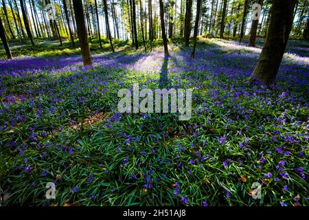 Bluebells (Hyacinthoides non-scripta) im Buchenwald von Hallerbos an einem nebligen Morgen im Frühjahr Stockfoto