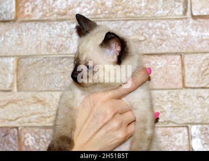 Thai Kätzchen in der Hand, Haustier Kätzchen Thema Stockfoto